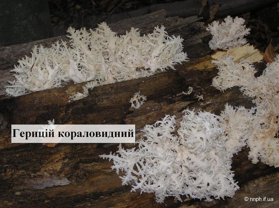 Як вирощувати гриби Червоної книги України у природних умовах